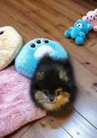 Belle, a female Pomeranian for sale in Spooner, WI – Photo 3 of 6