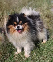 Belle, a female Pomeranian for sale in Spooner, WI – Photo 6 of 6