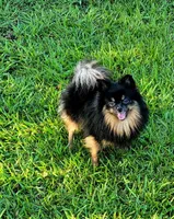 Belle, a female Pomeranian for sale in Spooner, WI – Photo 5 of 6