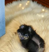 Belle, a female Pomeranian for sale in Spooner, WI – Photo 4 of 6