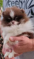Justice, a male Pomeranian for sale in Spooner, WI – 4 of 10