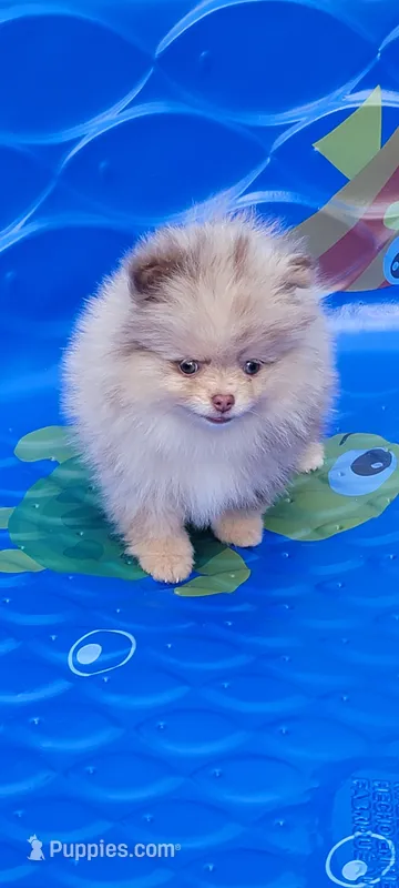 Liberty – Pomeranian puppy for sale in Spooner, WI