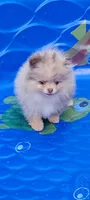 Liberty, a female Pomeranian for sale in Spooner, WI – 1 of 10