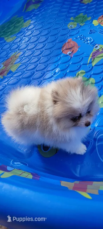 America – Pomeranian puppy for sale in Spooner, WI