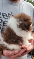 Justice, a male Pomeranian for sale in Spooner, WI – 5 of 10