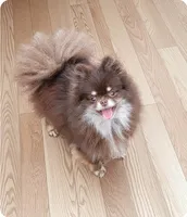 Freedom, a female Pomeranian for sale in Spooner, WI – 7 of 7