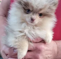Freedom, a female Pomeranian for sale in Spooner, WI – 3 of 10