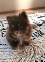 Cayden, a male Pomeranian for sale in Spooner, WI – 2 of 9