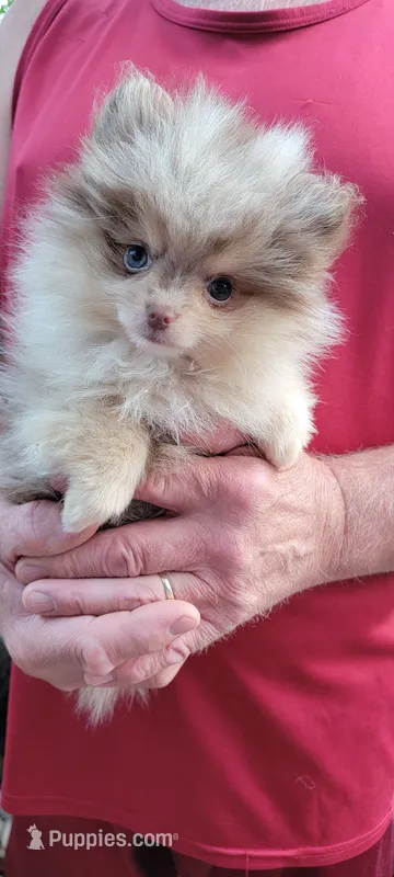 Freedom – Pomeranian puppy for sale in Spooner, WI