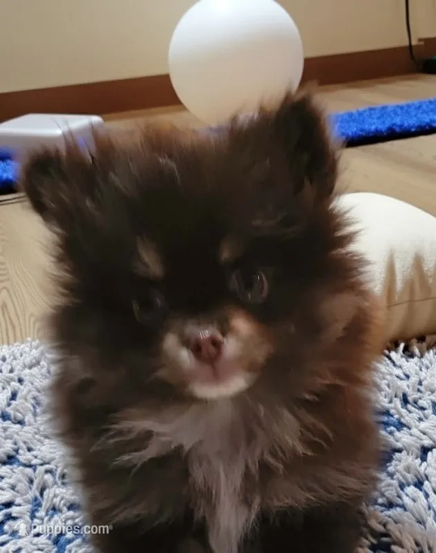 Cayden – Pomeranian puppy for sale in Spooner, WI