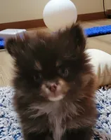 Cayden, a male Pomeranian for sale in Spooner, WI – 1 of 9