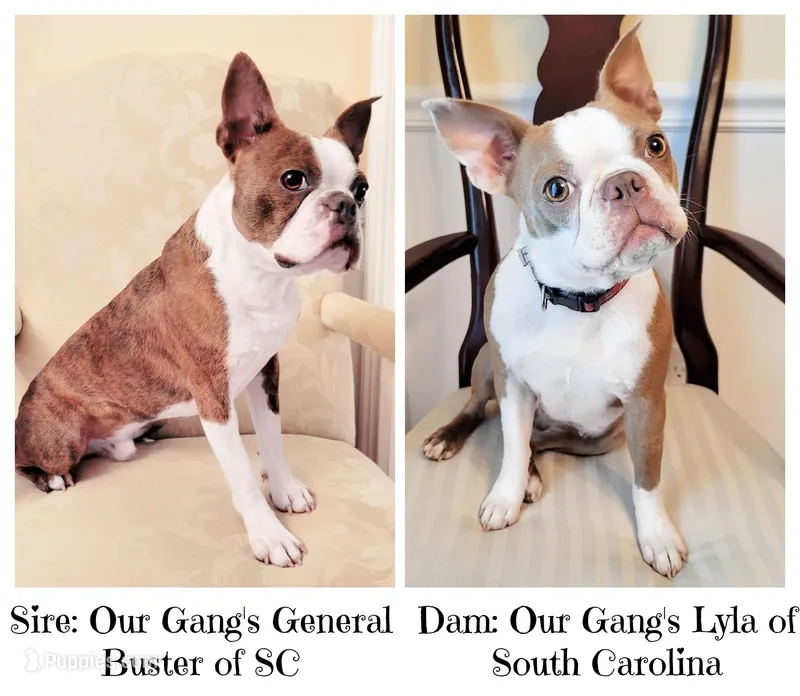 General Buster & Lyla Unborn Litter – Boston Terrier puppy for sale in Spartanburg, SC