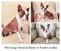 General Buster & Lyla Unborn Litter, a  Boston Terrier for sale in Spartanburg, SC – Photo 3 of 3