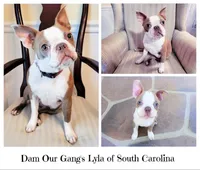 General Buster & Lyla Unborn Litter, a  Boston Terrier for sale in Spartanburg, SC – Photo 2 of 3