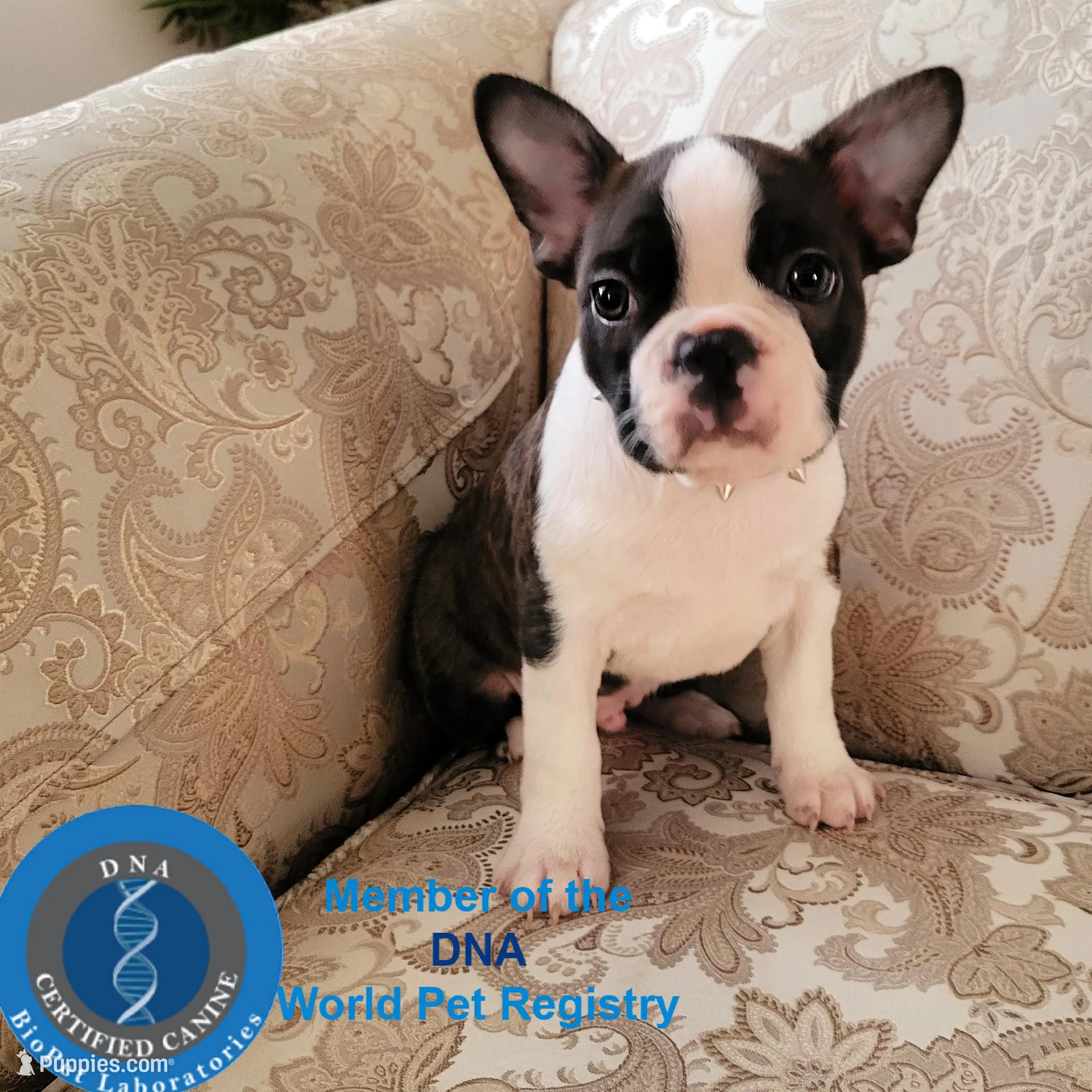 Sir Dylan the Magnificent, a male Boston Terrier for sale in Spartanburg, SC – Photo 7 of 10