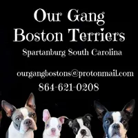 Sir Dylan the Magnificent, a male Boston Terrier for sale in Spartanburg, SC – Photo 10 of 10
