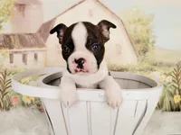 Dylan, a male Boston Terrier for sale in Spartanburg, SC – Photo 5 of 9