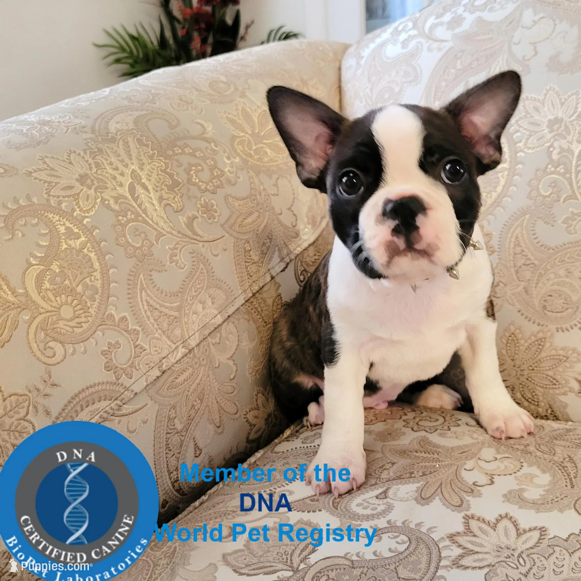 Sir Dylan the Magnificent, a male Boston Terrier for sale in Spartanburg, SC – Photo 4 of 10