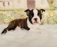 Dylan, a male Boston Terrier for sale in Spartanburg, SC – Photo 6 of 9