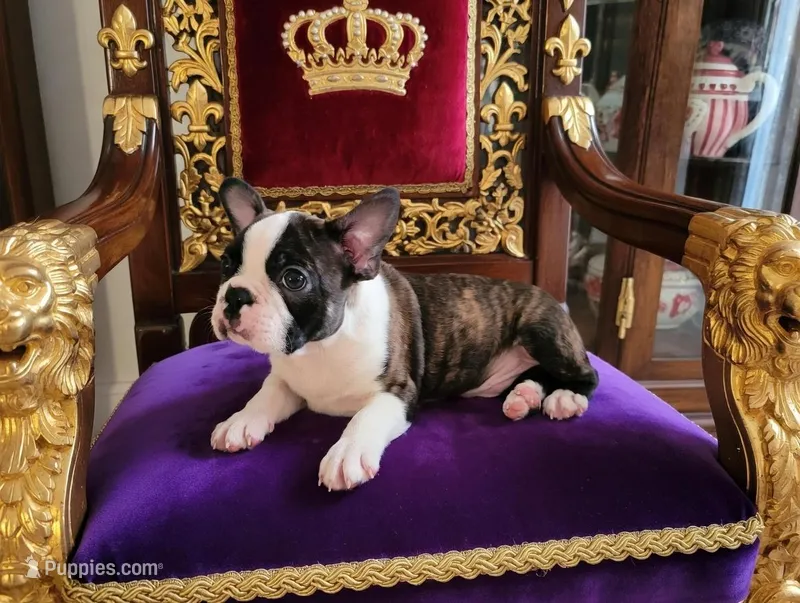 Sir Dylan the Magnificent – Boston Terrier puppy for sale in Spartanburg, SC