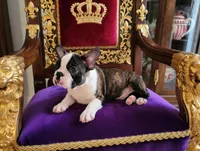 Sir Dylan the Magnificent, a male Boston Terrier for sale in Spartanburg, SC – Photo 1 of 10