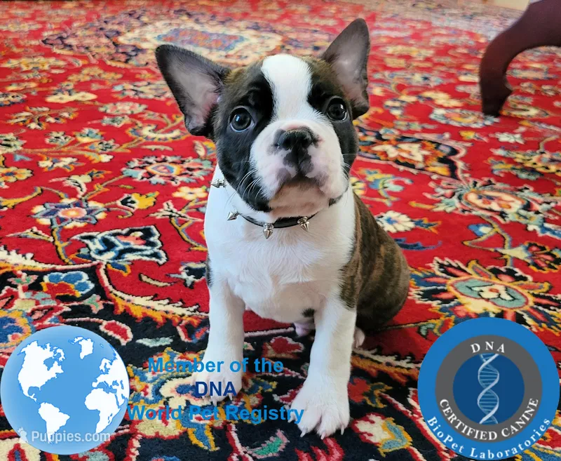 Dylan – Boston Terrier puppy for sale in Spartanburg, SC