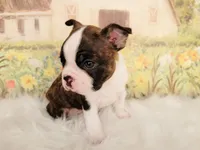 Dylan, a male Boston Terrier for sale in Spartanburg, SC – Photo 4 of 9