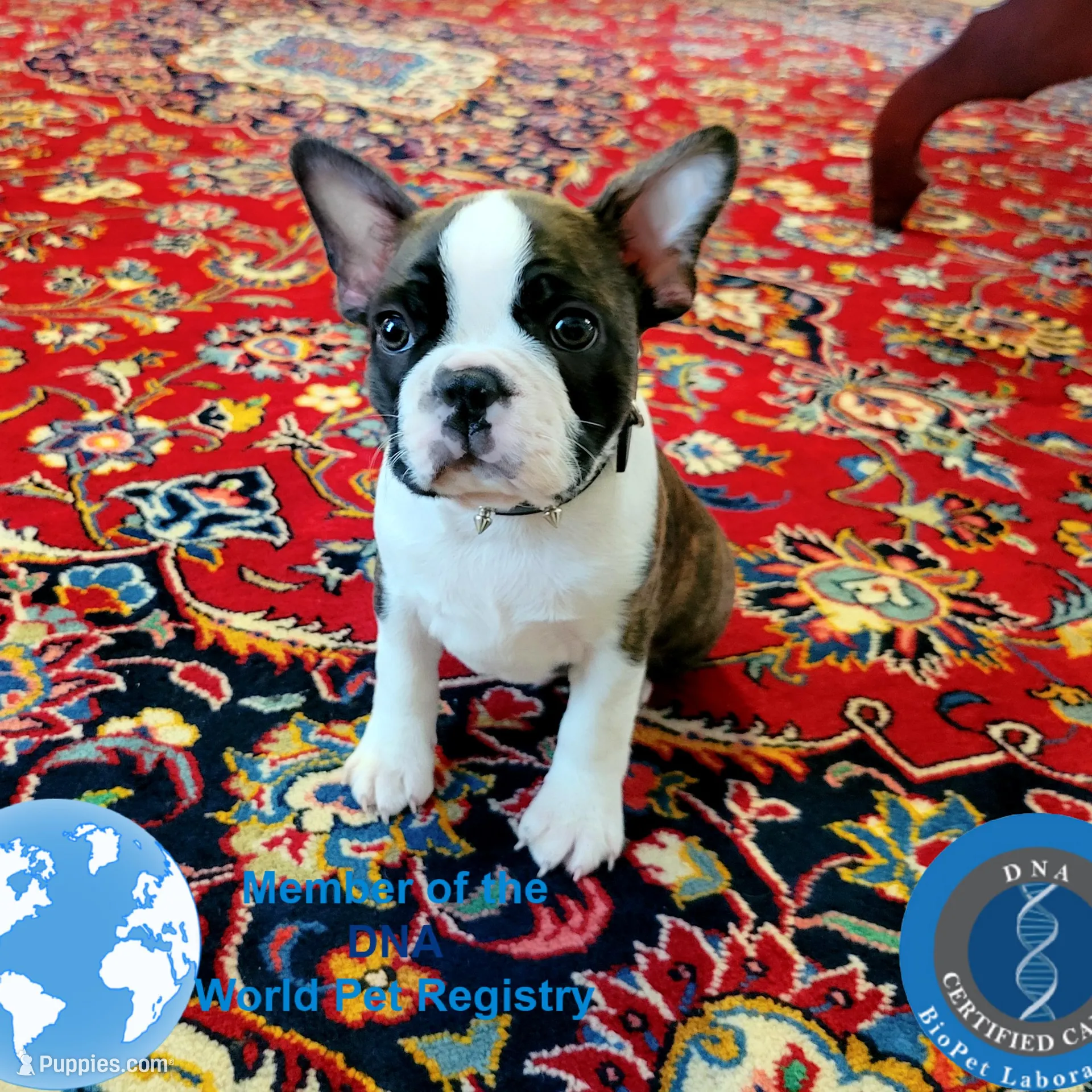 Sir Dylan the Magnificent, a male Boston Terrier for sale in Spartanburg, SC – Photo 3 of 10
