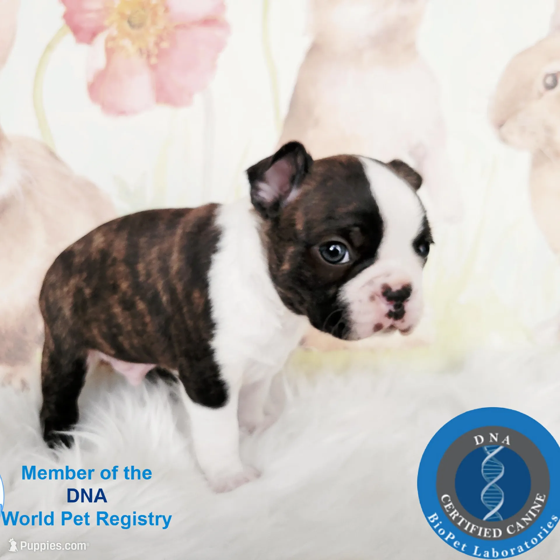 Dylan, a male Boston Terrier for sale in Spartanburg, SC – Photo 8 of 9