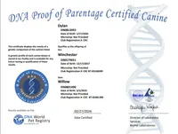 Sir Dylan the Magnificent, a male Boston Terrier for sale in Spartanburg, SC – Photo 8 of 10