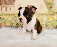 Dylan, a male Boston Terrier for sale in Spartanburg, SC – Photo 7 of 9