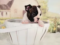 Dylan, a male Boston Terrier for sale in Spartanburg, SC – Photo 3 of 9