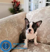 Sir Dylan the Magnificent, a male Boston Terrier for sale in Spartanburg, SC – Photo 6 of 10