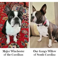 Sir Dylan the Magnificent, a male Boston Terrier for sale in Spartanburg, SC – Photo 9 of 10