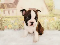 Dylan, a male Boston Terrier for sale in Spartanburg, SC – Photo 2 of 9