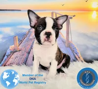 Sir Dylan the Magnificent, a male Boston Terrier for sale in Spartanburg, SC – Photo 5 of 10