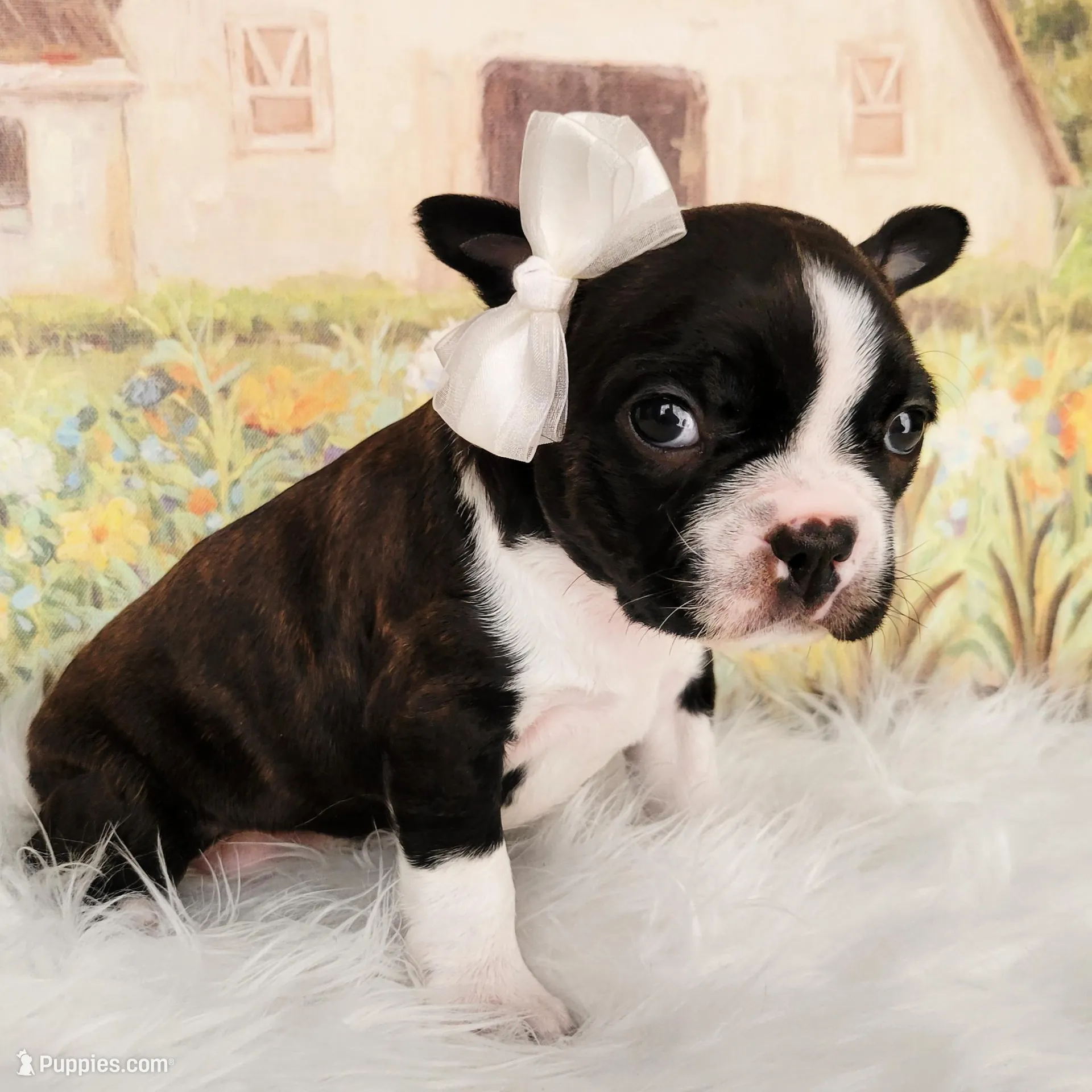 Addison, a female Boston Terrier for sale in Spartanburg, SC – Photo 3 of 8