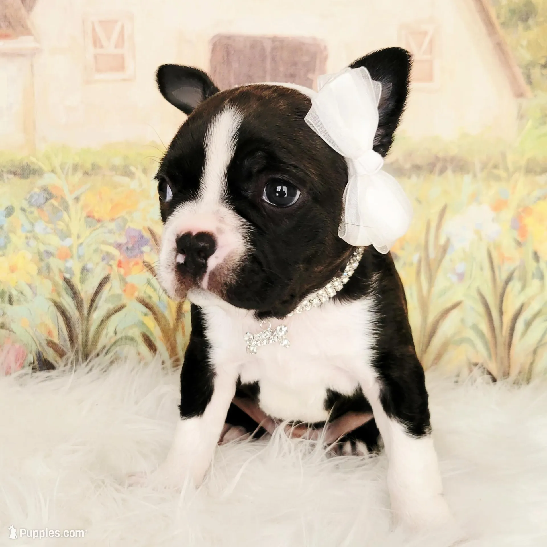 Addison, a female Boston Terrier for sale in Spartanburg, SC – Photo 4 of 8