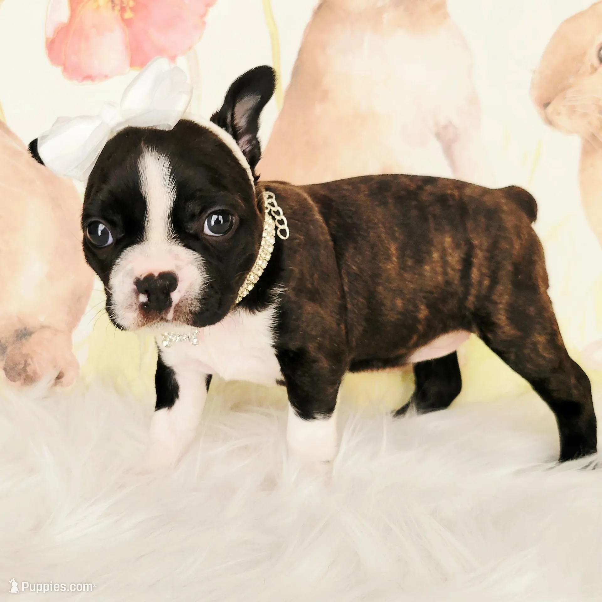 Addison, a female Boston Terrier for sale in Spartanburg, SC – Photo 5 of 8