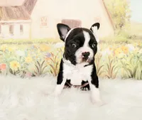 Addison, a female Boston Terrier for sale in Spartanburg, SC – Photo 7 of 8