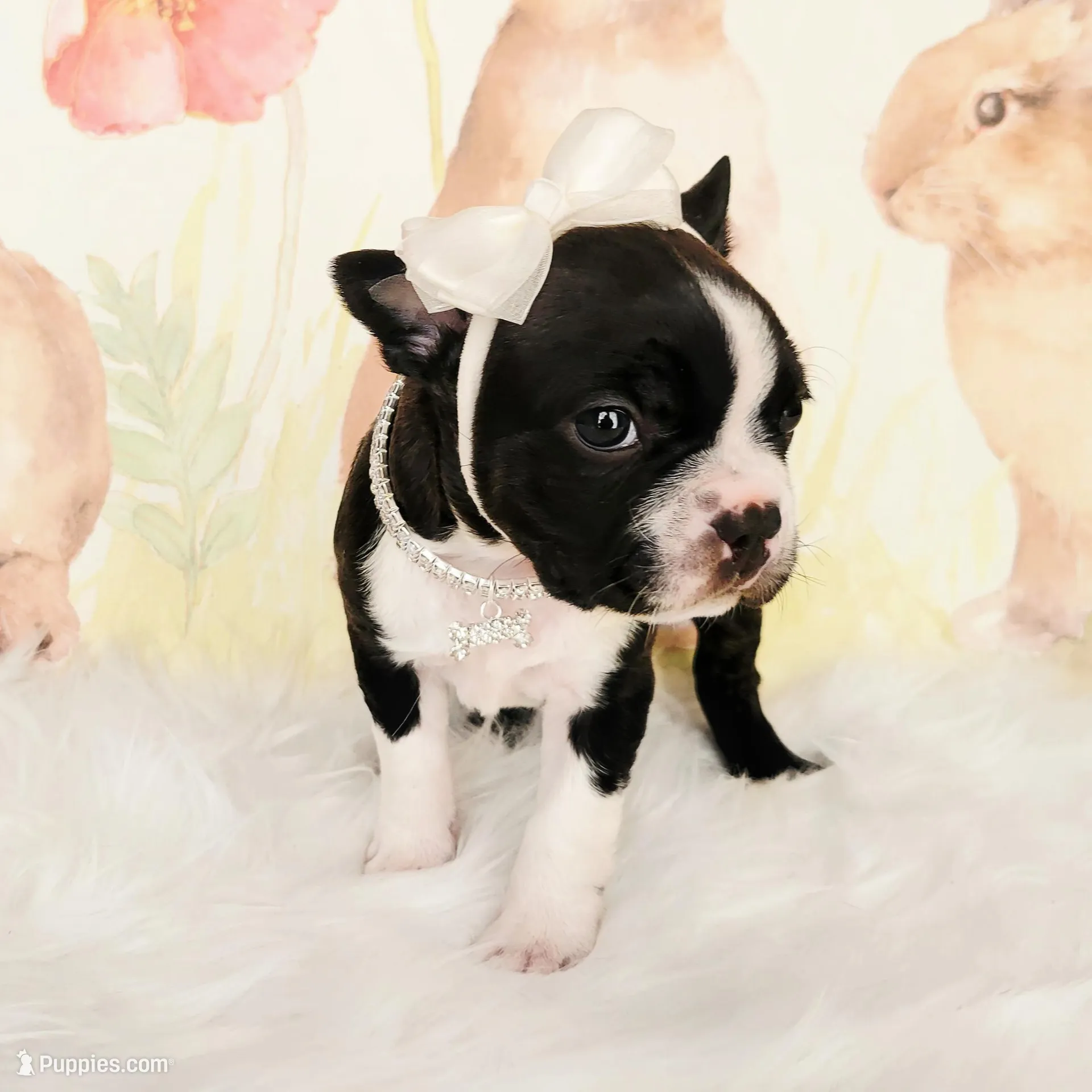 Addison, a female Boston Terrier for sale in Spartanburg, SC – Photo 8 of 8