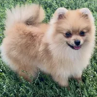 AKC Randy, a male Pomeranian for sale in Spokane, MO – Photo 4 of 10