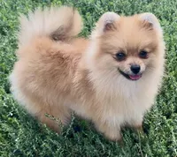 AKC Randy, a male Pomeranian for sale in Spokane, MO – Photo 4 of 10