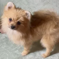 AKC Randy, a male Pomeranian for sale in Spokane, MO – Photo 10 of 10