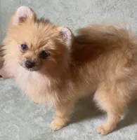 AKC Randy, a male Pomeranian for sale in Spokane, MO – Photo 10 of 10