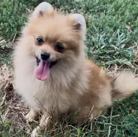 AKC Randy, a male Pomeranian for sale in Spokane, MO – Photo 6 of 10