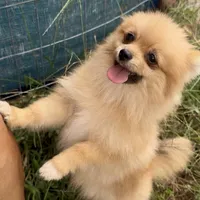 AKC Randy, a male Pomeranian for sale in Spokane, MO – Photo 7 of 10