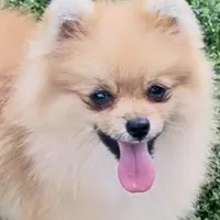 AKC Randy, a male Pomeranian for sale in Spokane, MO – Photo 2 of 10