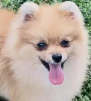 AKC Randy, a male Pomeranian for sale in Spokane, MO – Photo 2 of 10