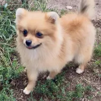 AKC Randy, a male Pomeranian for sale in Spokane, MO – Photo 8 of 10